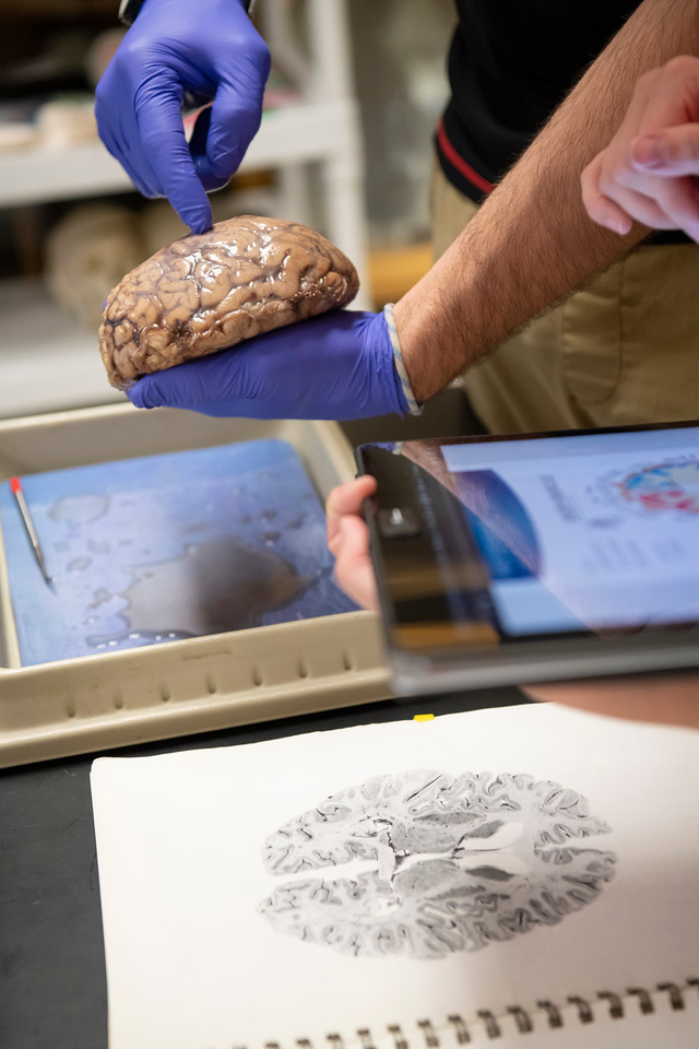neuroscience, brain, lab